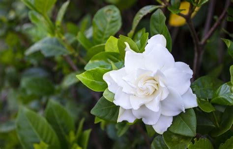 how to encourage gardenia bloom.